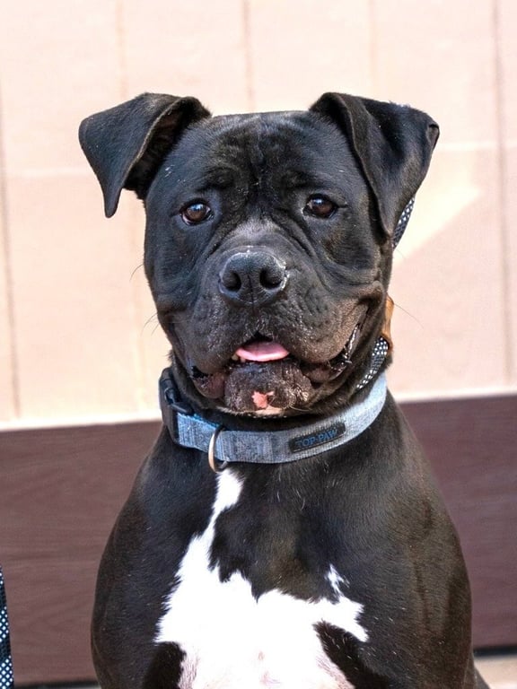 Diesel - Foster or Adopt Me! Image