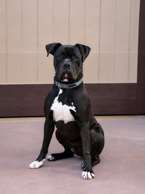 DIESEL - FOSTER OR ADOPT ME! - Boxer / American Staffordshire Terrier available for adoption