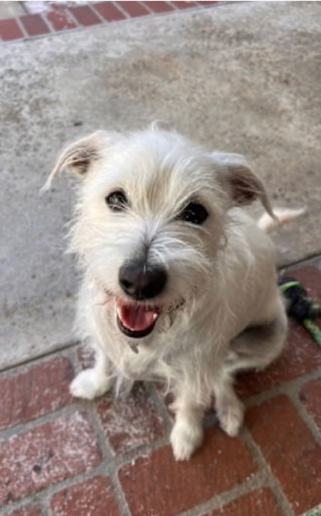 LOUIE TOO! CP-FOSTER OR ADOPT ME! - Terrier / Poodle (unknown type) available for adoption