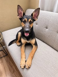 Huxley -  (Courtesy Post) Foster or Adopt Me! - Photo 2