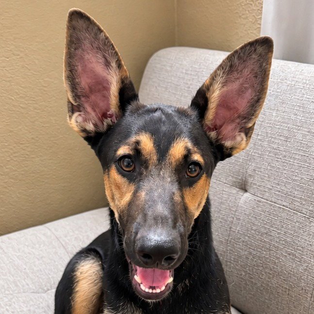 Huxley -  (Courtesy Post) Foster or Adopt Me! Image