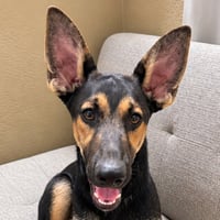 Huxley -  (Courtesy Post) Foster or Adopt Me! - Photo 1