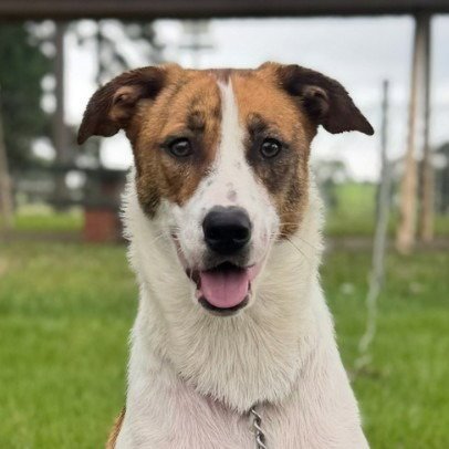 ROSIE - (COURTESY POST) ADOPT ME!