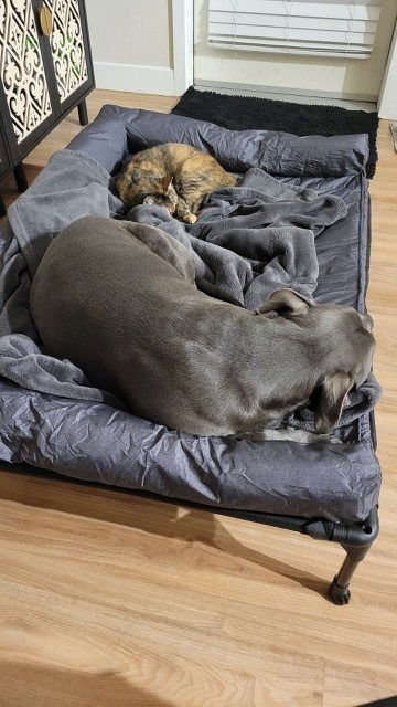 MANNY - (COURTESY POST) - FOSTER OR ADOPT ME! - American Staffordshire Terrier available for adoption