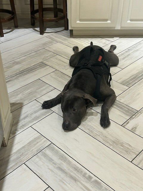 Manny - (Courtesy Post) - Foster or Adopt Me! - Photo 3