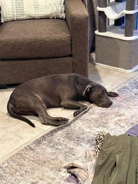 Manny - (Courtesy Post) - Foster or Adopt Me! - Photo 4