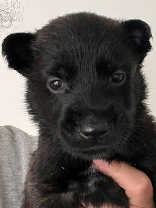 BO - (COURTESY POST) - ADOPT ME!