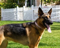 Xander - Adopt Me! - Photo 3