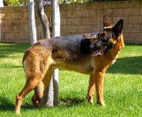 Xander - Adopt Me! - Photo 2
