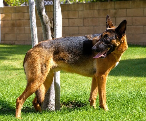 XANDER - ADOPT ME! - German Shepherd Dog available for adoption