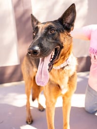 Xander - Adopt Me! - Photo 4