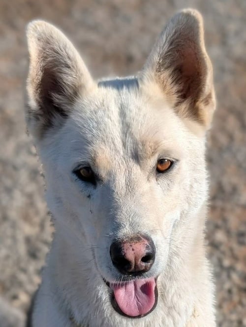DIESEL - (COURTESY POST) ADOPT ME! - German Shepherd Dog available for adoption