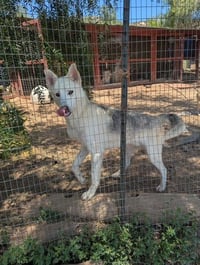 Diesel - (Courtesy Post) Adopt Me! - Photo 2