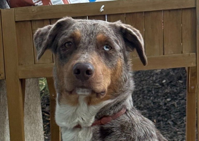 AVA-FOSTER OR ADOPT ME! - Australian Cattle Dog/Blue Heeler available for adoption