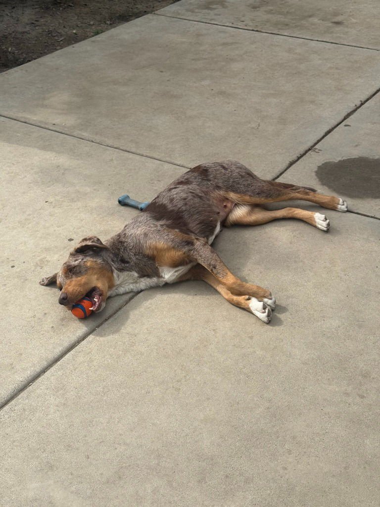 AVA-FOSTER OR ADOPT ME! - Australian Cattle Dog/Blue Heeler available for adoption