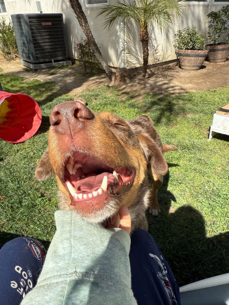 Ava-Foster or Adopt Me! - Photo 3