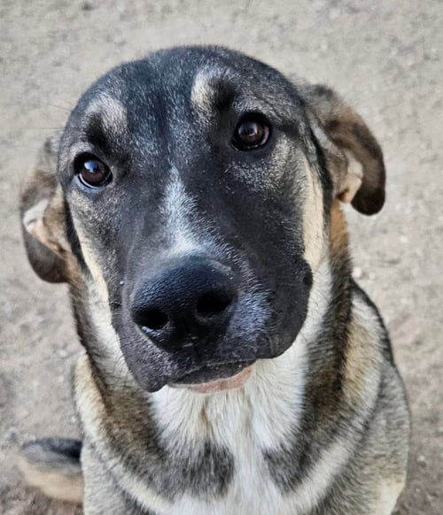 HAYDEN (COURTESY POST) -  FOSTER OR ADOPT ME! - Shepherd available for adoption