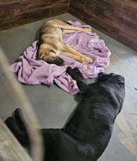 Hayden (Courtesy Post) -  Foster or Adopt Me! - Photo 4