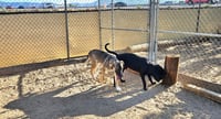 Hayden (Courtesy Post) -  Foster or Adopt Me! - Photo 3