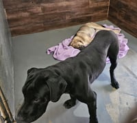 Hayden (Courtesy Post) -  Foster or Adopt Me! - Photo 2