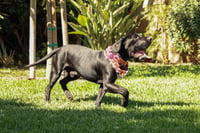 Dudley-Special Needs - Adopt Me! - Photo 4