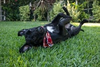 Dudley-Special Needs - Adopt Me! - Photo 3