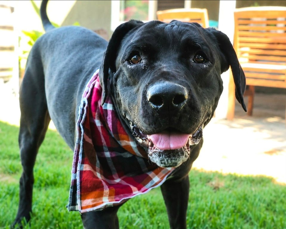 Dudley-Special Needs - Adopt Me! Image