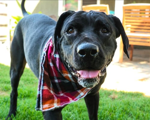 DUDLEY-SPECIAL NEEDS - ADOPT ME! - Cane Corso Mastiff / Labrador Retriever available for adoption