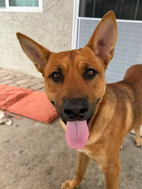 Frankie (Courtesy Post) - Adopt Me! Image