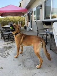 Frankie (Courtesy Post) - Adopt Me! - Photo 2