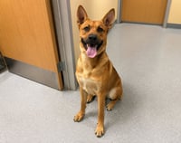 Frankie (Courtesy Post) - Foster or Adopt Me! - Photo 2