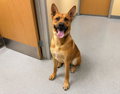 FRANKIE (COURTESY POST) - FOSTER OR ADOPT ME! - Shepherd available for adoption