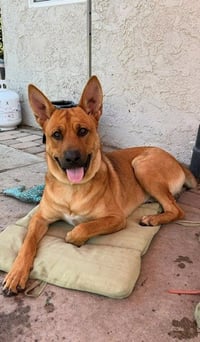 Frankie (Courtesy Post) - Adopt Me! - Photo 3