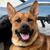 Frankie (Courtesy Post) - Foster or Adopt Me! - Photo 3