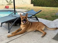 Frankie (Courtesy Post) - Foster or Adopt Me! - Photo 4