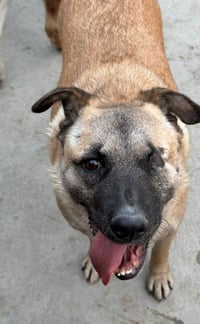 Evee (Courtesy Post) -Adopt Me - Photo 2