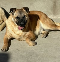 Evee (Courtesy Post) -Adopt Me - Photo 3