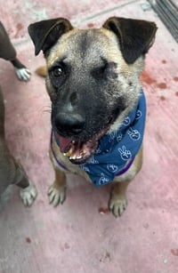 Evee (Courtesy Post) -Adopt Me - Photo 4