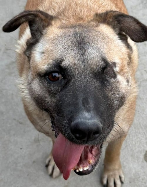 EVEE (COURTESY POST) -ADOPT ME - German Shepherd Dog available for adoption