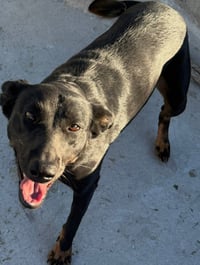 Tess (Courtesy Post) - Adopt Me! - Photo 2