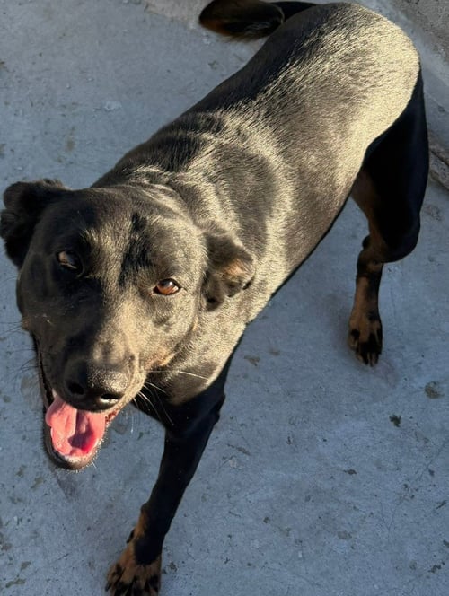 TESS (COURTESY POST) - ADOPT ME! - Labrador Retriever available for adoption