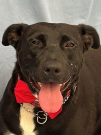 Tess (Courtesy Post) - Adopt Me! - Photo 1