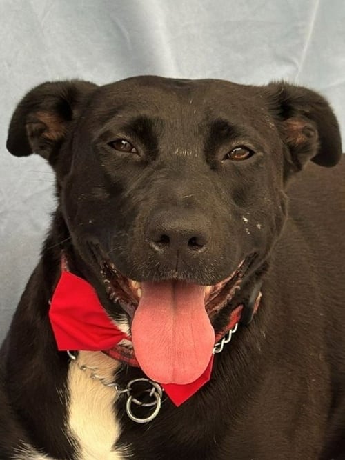 TESS (COURTESY POST) - ADOPT ME! - Labrador Retriever available for adoption