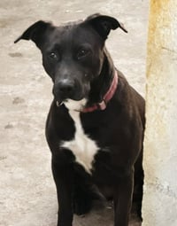 Tess (Courtesy Post) - Adopt Me! - Photo 3