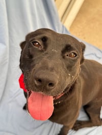 Tess (Courtesy Post) - Adopt Me! - Photo 4