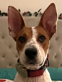Xena (Courtesy Post) Adopt Me! - Photo 1