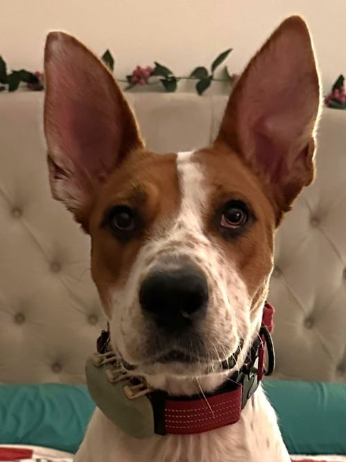 XENA (COURTESY POST) ADOPT ME! - German Shepherd Dog / American Staffordshire Terrier available for adoption