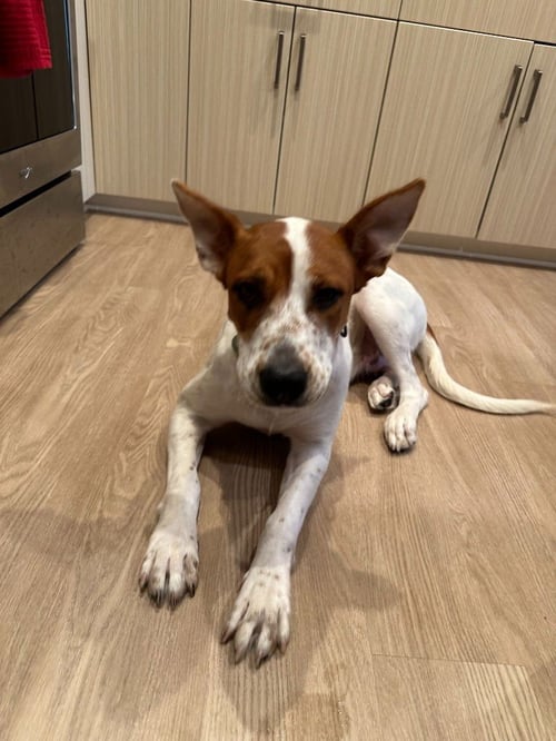 XENA (COURTESY POST) ADOPT ME! - German Shepherd Dog / American Staffordshire Terrier available for adoption