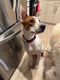 Xena (Courtesy Post) Adopt Me! - Photo 4