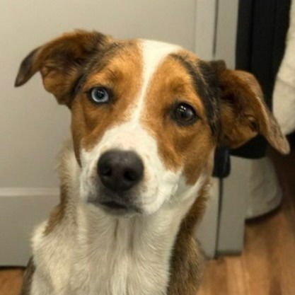 WINNIE (COURTESY POST) FOSTER OR ADOPT ME! - Australian Shepherd / Border Collie available for adoption